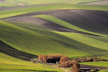 Murgia