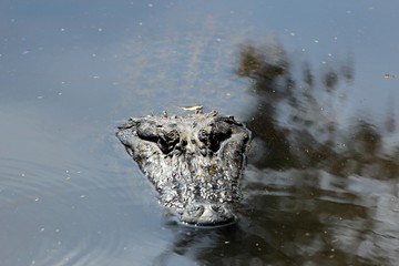 Crocodile