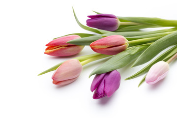 Tulips on the white background.