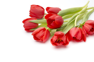 Tulips on the white background.