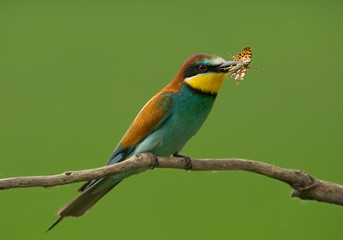 European Bee-eater with butterfly sitting on the branch with green background, Hungary, Europe
