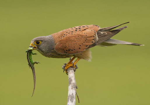 Common Kestrel with lizard in green background, Hungary, Europe