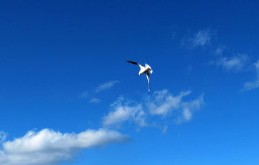 Seagull flying in the sky