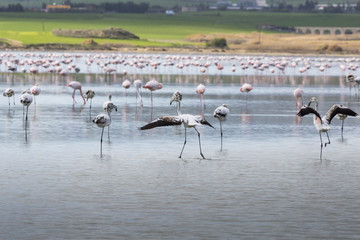 Fototapeta premium Pink and grey flamingos at the salt lake of Larnaca, Cyprus