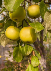 Apples on a branch in a garden