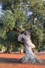 Fond de hotte en verre imprimé Olivier Olive tree in apulia countryside (Italy)
