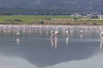 Obraz na płótnie Canvas Pink and grey flamingos at the salt lake of Larnaca, Cyprus