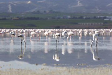 Fototapeta na wymiar Pink and grey flamingos at the salt lake of Larnaca, Cyprus