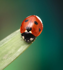 ladybird on camomile flower
