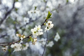 spring flower