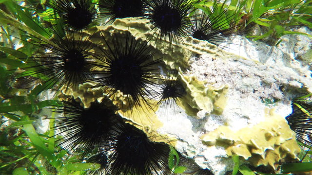 Colonies of sea urchins on coral reef in a tropical sea.tropical underwater world.Diving and snorkeling in the tropical sea.Travel concept,Adventure concept.4K video,ultra HD.