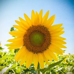 Obraz premium sunflower on blue sky background