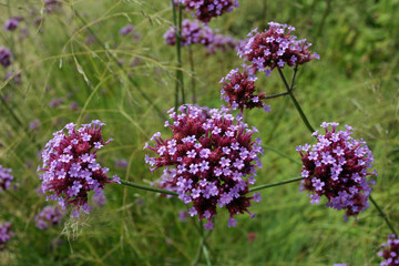 Purple Verbena flowers