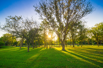City park under blue sky sun light with big old tree
