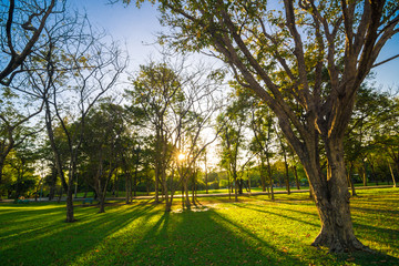 Fototapeta na wymiar City park under blue sky sun light with big old tree