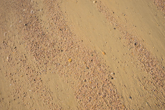 many small crack shell on sand, for background picture