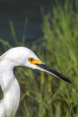 The Snowy Egret is Fishing at Malibu Lagoon