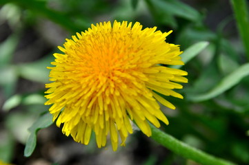 Dandelion close up on a background of green grass