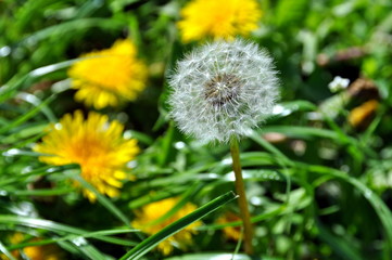 dandelions on a background of green grass