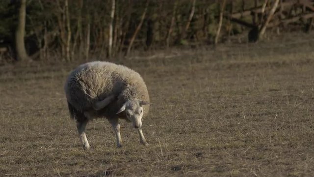Sheep scratching and grazing at sunset. It is the beginning of spring in Northern Europe so the grass is not green yet. Shot in Lund, southern Sweden. Filmed in UHD 4k (3840x2160 / 2160p). 
