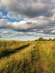 Naklejka premium Path through the yellow field