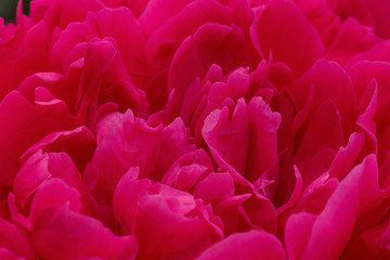Fototapeta premium close up of red peony flower