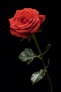 Red rose bloom. Natural blooming flower blossom, isolated on the black background. Valentines day cards