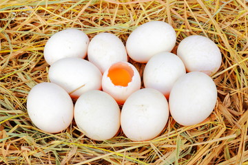 Duck eggs on straw nest, duck eggs on the hay.