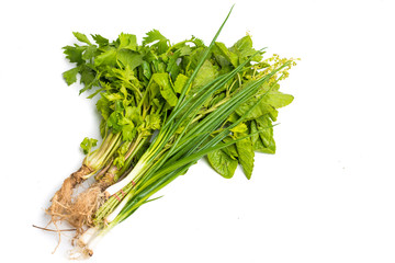 Fresh coriander sprig