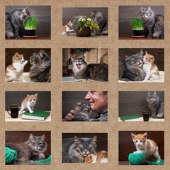 Коллаж с кошками. Сцены из жизни кошек - отдых, сон,...