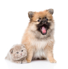 tiny spitz puppy sitting with scottish kitten together. isolated