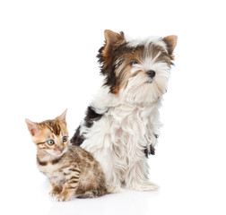 Bengal kitten and Biewer-Yorkshire terrier puppy sitting togethe