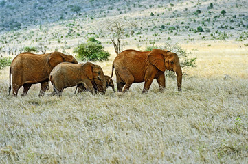 African elephants in Tsavo