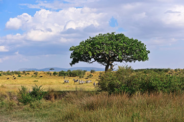 Obraz premium Zebra in the Masai Mara