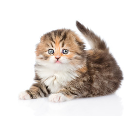 Scottish kitten. isolated on white background