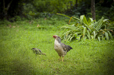 Chicken in the garden 