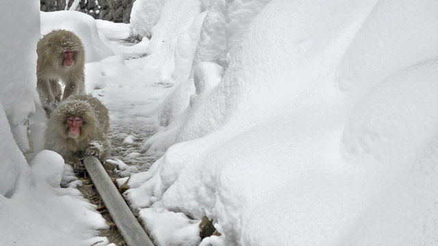 Two snow monkeys mating while keeping warm on an external hot water pipe Jigokudani, Nagano, Japan. These monkeys are famous throughout the world as they live in the snow, and use natural hot springs 