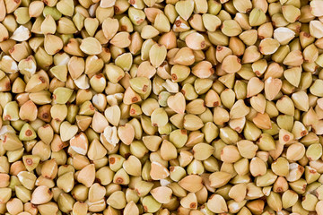 Buckwheat (Fagopyrum esculentum)