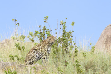 Leopard (Panthera pardus) sitting between grass, with blue sky in background, Serengeti national park, Tanzania.