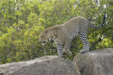 Leopard (Panthera pardus) walking over rock, Serengeti national park, Tanzania.
