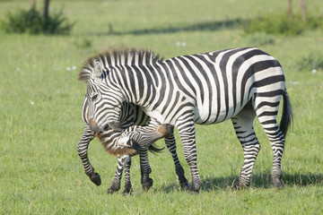 Two Zebra (Equus quagga) stallions fighting on savanna, Serengeti National Park, Tanzania
