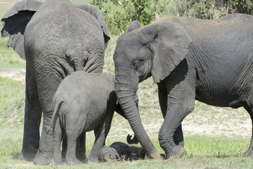 Obraz premium African Elephant (Loxodonta africana) family standing together with a small baby lying in between at a waterhole, Serengeti national park, Tanzania.