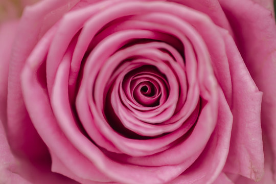 rosebud