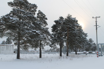 Деревья зимой