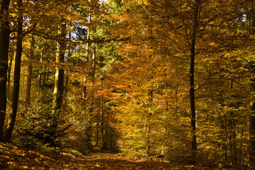 Obraz premium Herbstliche Stimmung im Wald