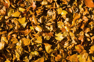 Buntes Laub im Herbst