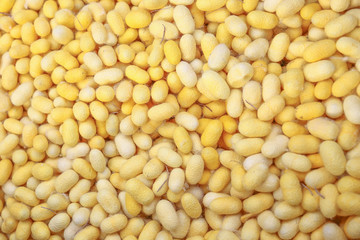 Yellow Cocoon silkworm