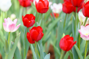 Beautiful tulips are blooming in the garden