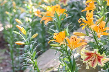 Close up lily in the field