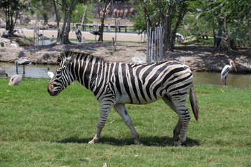 Fototapeta na wymiar Zebra in a zoo